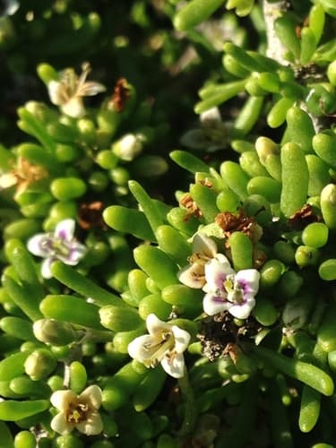 California Boxthorn Bonsai