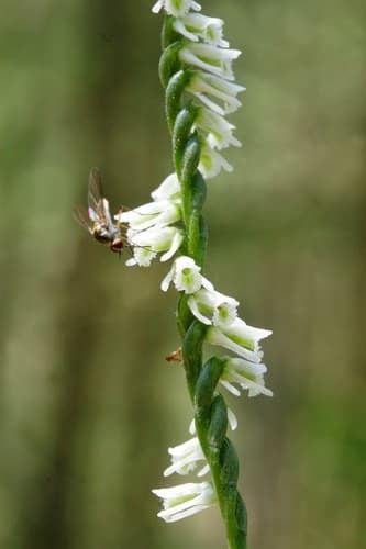 Slender Ladies' Tresses