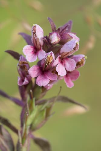 Red Odontites Bonsai