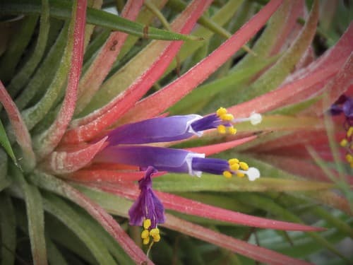 Blushing Bride Airplant