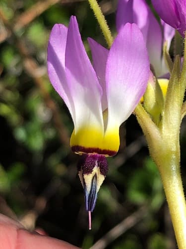 Padre's Shooting Star