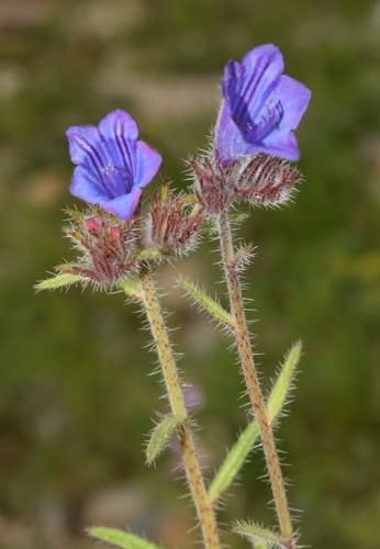 Cretan Viper's-bugloss
