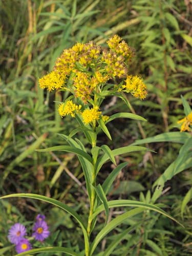 Riddell's Goldenrod