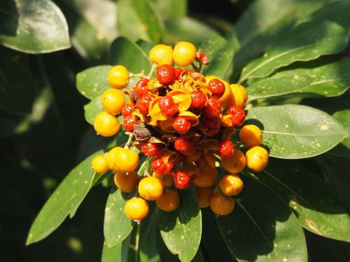 Taiwanese Cheesewood Bonsai