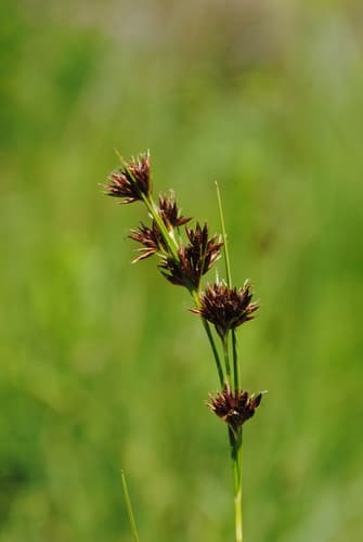 Brownish Beaked-Rush