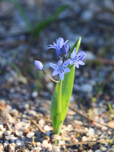Single-Leaved Squill Bonsai