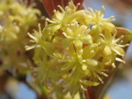 East Asian Greenbrier