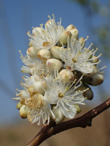 Sapphire Berry Bonsai