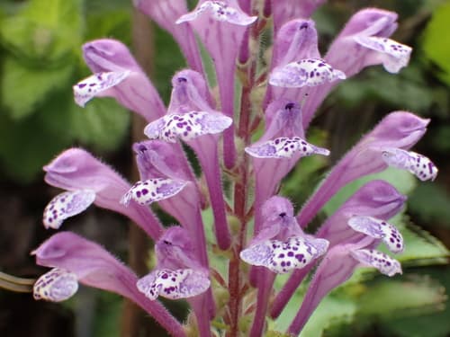 Skullcap