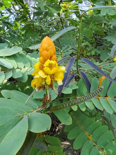 Reticulate Senna