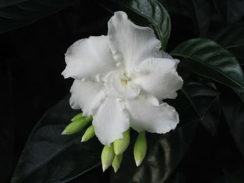 Crepe Jasmine Flower