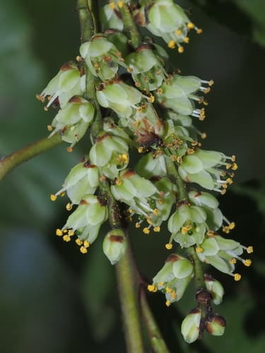 Himalayan Spiketail Bonsai