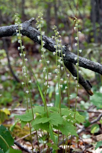 Twoleaf Miterwort