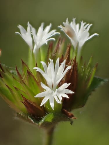 Elephant's Foot Bonsai