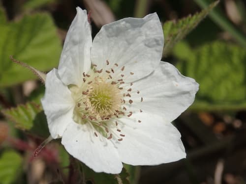 Rubus croceacanthus