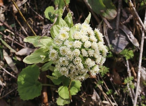 Giant Butterbur