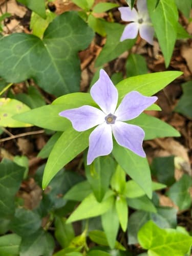 Intermediate Periwinkle