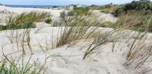 Sand Couch-grass Bonsai (Hypothetical)