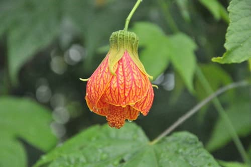 Redvein Abutilon