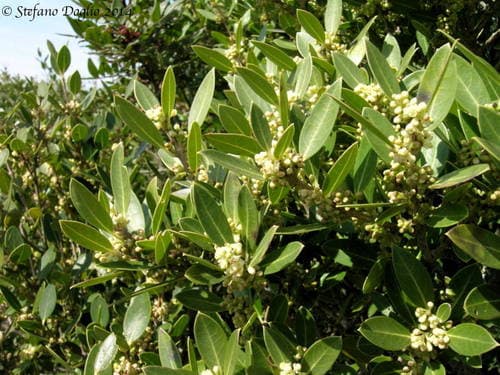 Green Olive Tree Bonsai