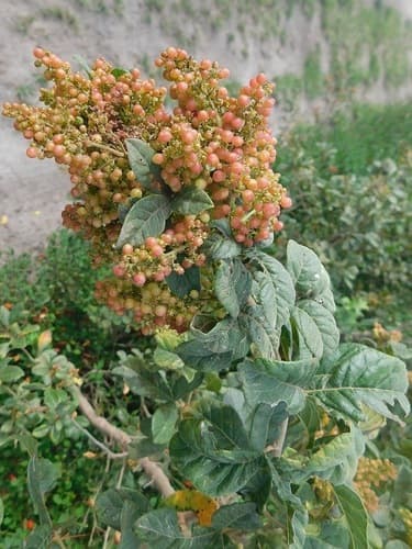 Bluntleaf Currantrhus