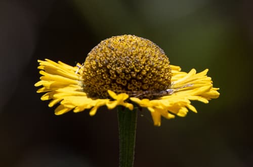 Southeastern Sneezeweed
