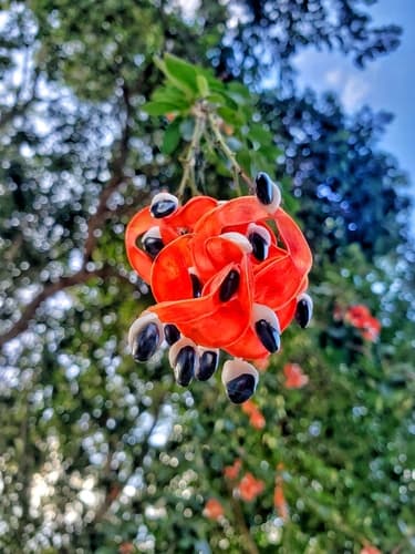 Catclaw Blackbead Bonsai