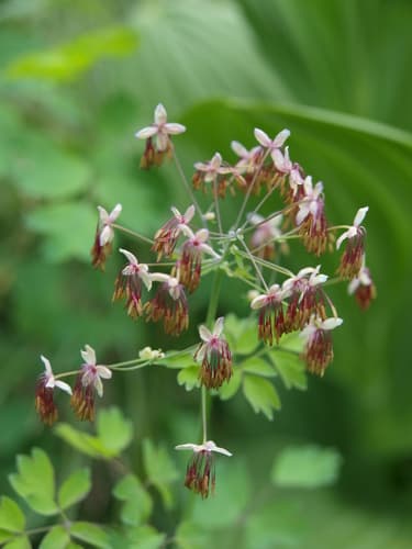 Western Meadow-rue