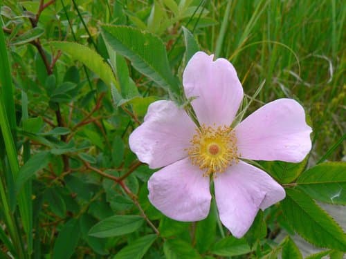 Virginian Rose