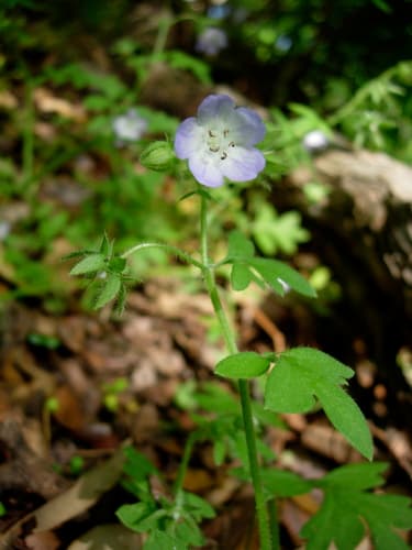 Texas baby blue eyes