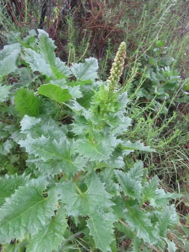 California Goosefoot
