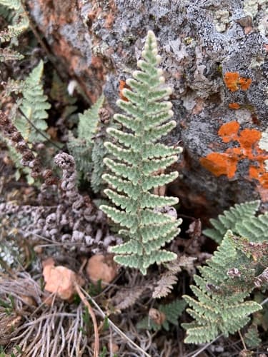 Lindheimer's Lipfern