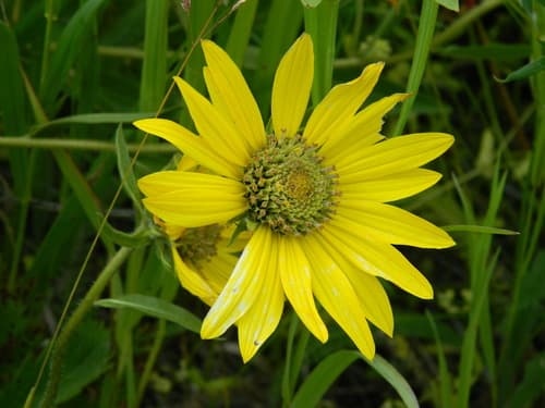 Rocky Mountain Dwarf Sunflower