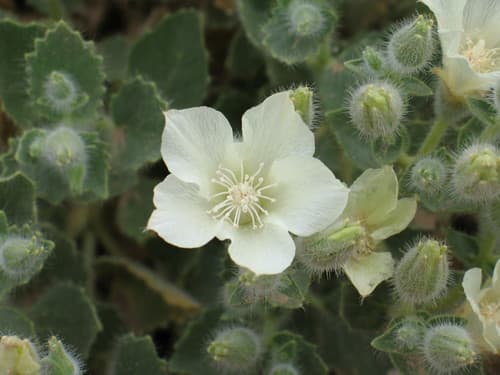 Desert Rock Nettle