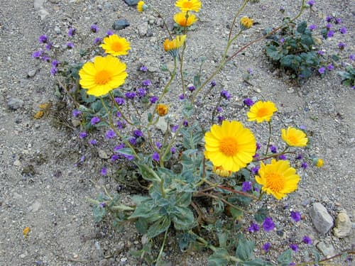Desert Sunflower Bonsai (Conceptual)