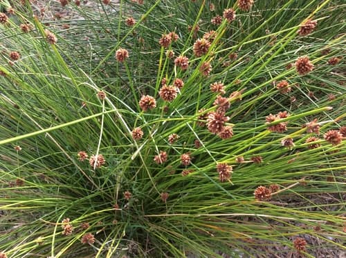 Knobby Clubrush Bonsai