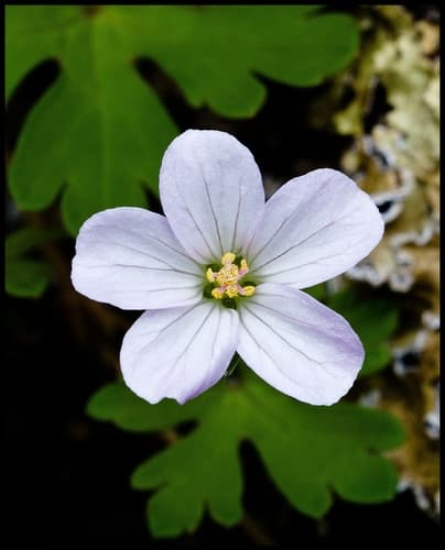 Cinquefoil Geranium Bonsai