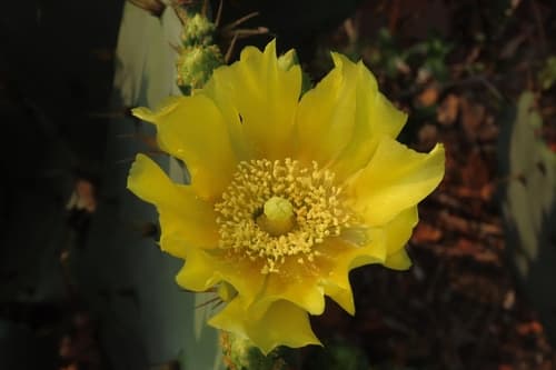 Erect Pricklypear Bonsai