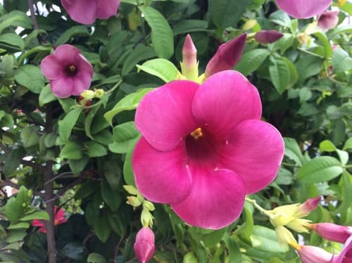 Purple Allamanda