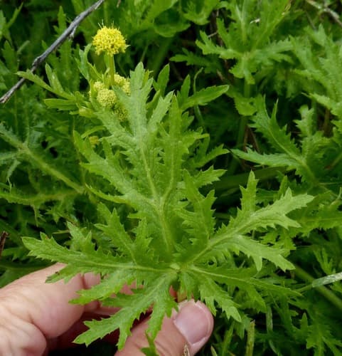 Sharp-toothed Sanicle