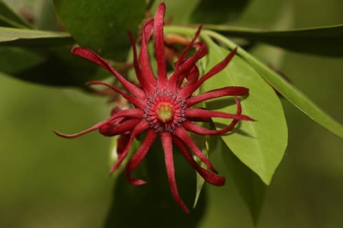 Florida Anise Bonsai