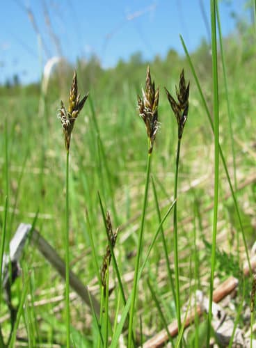 Vernal Sedge