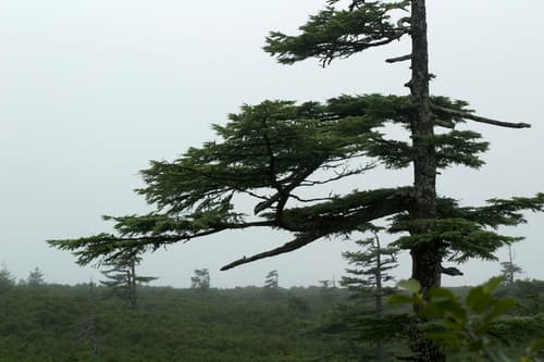 Dahurian Larch Bonsai
