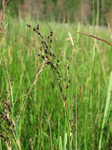 Saltmeadow Rush