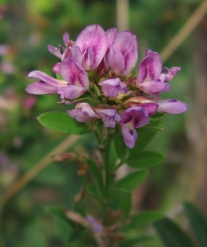 Violet Bush Clover Bonsai