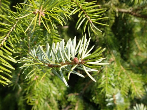 Serbian Spruce Bonsai