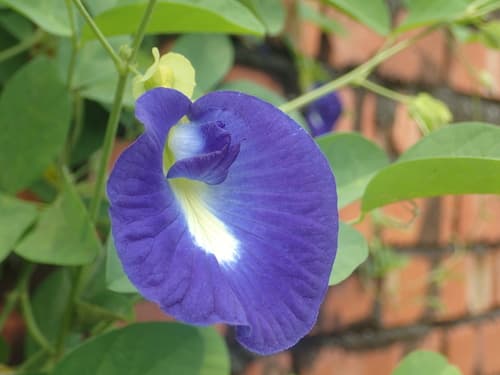 Blue Pea