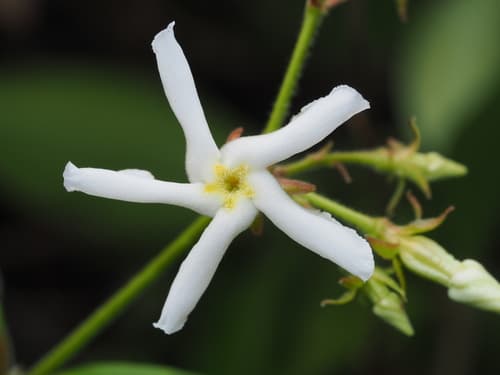 Star jasmine