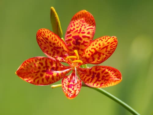 Blackberry Lily