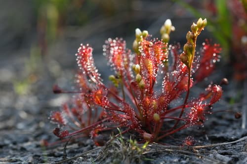 Spoonleaf Sundew